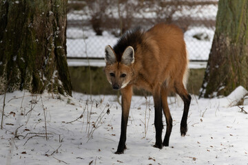Obraz premium Maned wolf (Chrysocyon brachyurus).