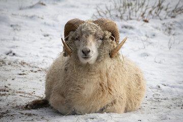 Naklejka premium sheep with horns resting on snow