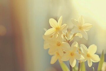 Obraz premium Yellow spring narcissus. Shallow depth of field. Selective Focus. Toned.