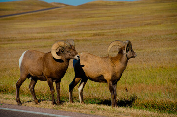 USA, South Dakota. Badlands National Park, bighorn sheep, two rams