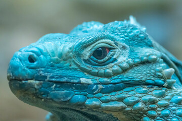 USA, New Mexico, Albuquerque Biopark. Grand Cayman blue iguana captive close-up.