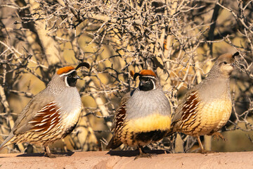 USA, New Mexico, Bosque Del Apache National Wildlife Refuge. Male Gambel's quails close-up.