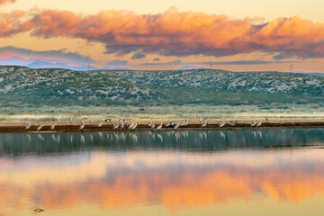 USA, New Mexico, Bosque Del Apache National Wildlife Refuge. Sunrise with sandhill cranes in water.