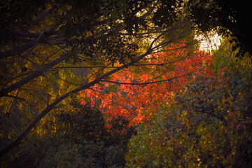 autumn in the forest