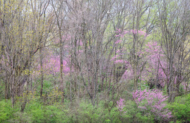 USA, Indiana. Redbud trees blooming in spring.