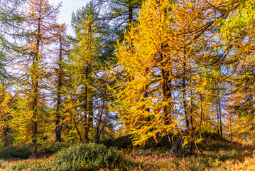 Fototapeta premium autumnal mountain landscape inside the Alpe Devero, Val D'Ossola, Verbania, Italia