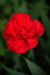 Colorful flowers on nature background