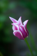 Colorful flowers on nature background