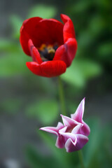 Colorful flowers on nature background