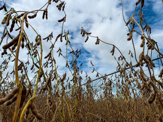 Soybeans cultivated in a no till system in Brazil.