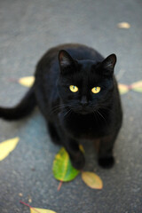 Portrait of cute street cat