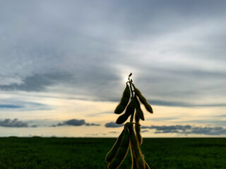 Soybeans cultivated in a no till system in Brazil.