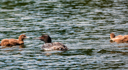 A beautiful Common Loon adult and two chicks on calm water of a Minnesota lake.