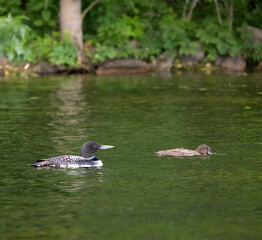 A beautiful Common Loon adult and a chick with its head in the water, looking for food, near the shore of a Minnesota lake.