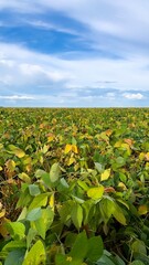 Soybeans cultivated in a no till system in Brazil.