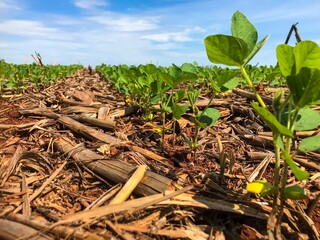 Soybeans cultivated in a no till system in Brazil.