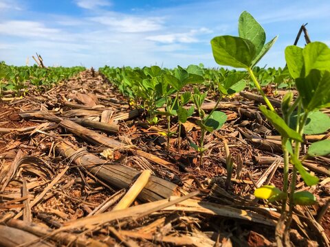 Soybeans cultivated in a no till system in Brazil.