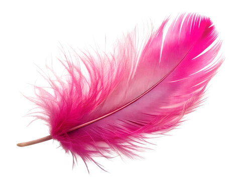 Fototapeta pink feather on white background