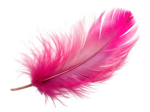 pink feather on white background