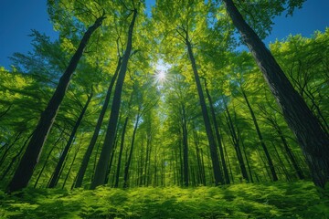 Obraz premium Trees in a forest with sun shining through the leaves