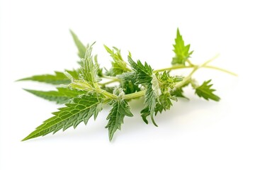 Fototapeta premium A detailed view of a plant on a white background