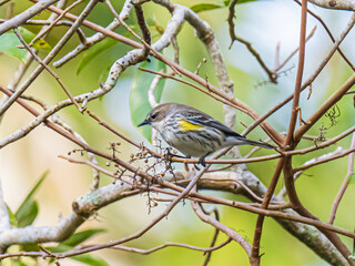 Warbler in a tree