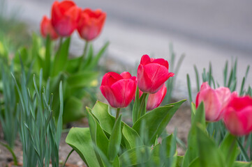 Pink red white color country Darwin tulips in bloom, bouquet of springtime flowering plants in the ornamental garden
