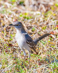 Mockingbird Close up