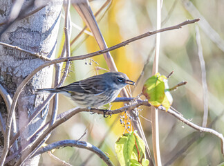Warbler Eating Berries