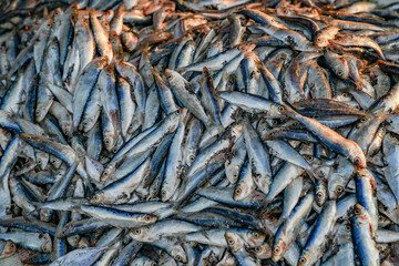 Bunch of fishes. Sea fishes pile on seafood market. Fresh sea fish for sell. Small mackerel bunch...