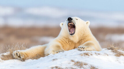Naklejka premium Polar bear yawning on snow for international polar bear day celebration