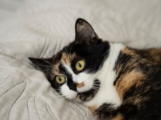 Close-Up of a Calico Cat Relaxing on a Bed