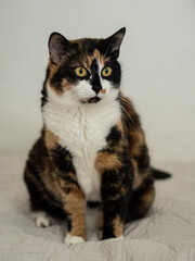 Cute Calico Cat Sitting on a Soft Bed Background