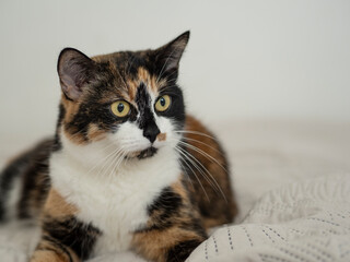 Cat Relaxing on a Bed Looking Alert and Curious