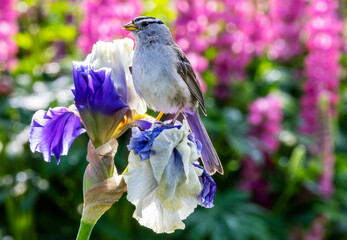 USA, Oregon, Salem. Schreiner's Iris Gardens Sparrow on iris bloom