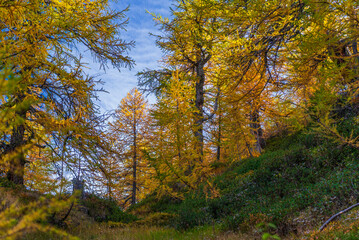  autumnal mountain landscape inside the Alpe Devero, Val D'Ossola, Verbania, Italia