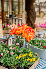 Flower fair in spring. Bouquets of flowers, tulips