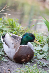 Close-Up Portrait of a Vibrantly Colored Male Mallard Duck in Nature