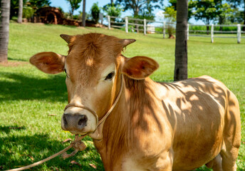 Portrait of a mini brown cow on a green meadow in summe