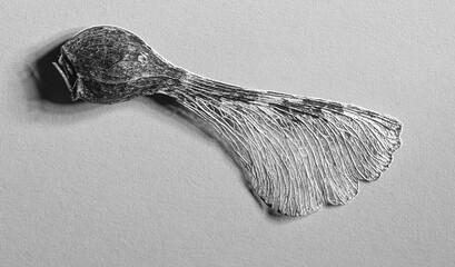 sycamore seed close up in black and white