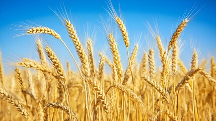 Fototapeta premium Golden wheat stalks swaying under a clear blue sky in a sunlit field during the peak of harvest season