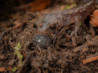 Naklejka premium Sacramento Mountain Salamander with roly- poly or pill bug in mouth, Aneides hardii, White Mountain Wilderness, New Mexico