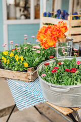 Flower fair in spring. Bouquets of flowers, tulips