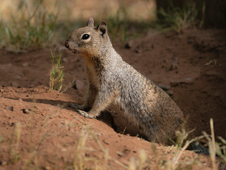 Rock Squirrel, Spermophilus variegatus, Villanueva State Park, New Mexico