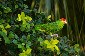 USA, Texas, Cameron County. Red-crowned parrot perched