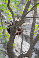 Red Panda Resting Peacefully on Branch of Tree in Forest