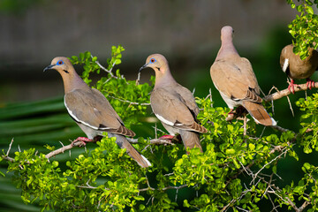 USA, Texas, Cameron County. White-winged dove perched
