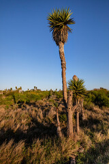 USA, Texas, Cameron County. Laguna Atascosa National Wildlife Refuge, nesting cavities © Danita Delimont