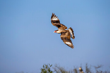 USA, Texas, Starr County. Santa Clara Ranch, crested caracara in flight
