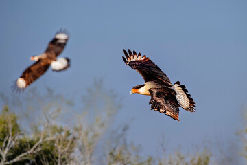 USA, Texas, Starr County. Santa Clara Ranch, crested caracara in flight